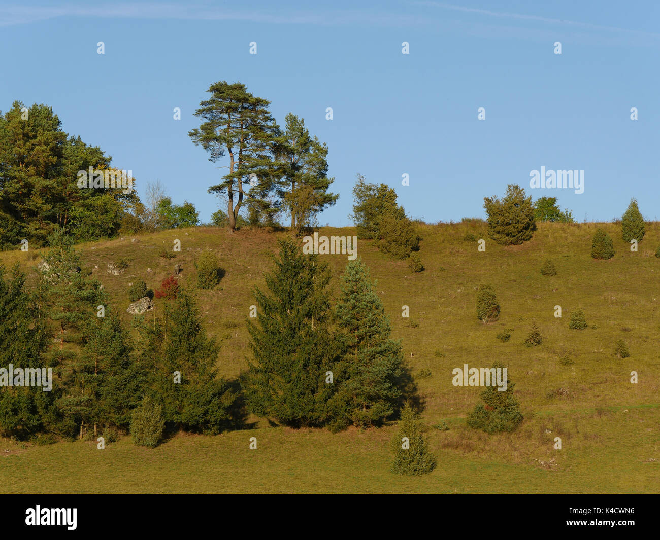 Heath Juniper en Suisse franconienne, Alb franconien, Frankonia supérieur Banque D'Images