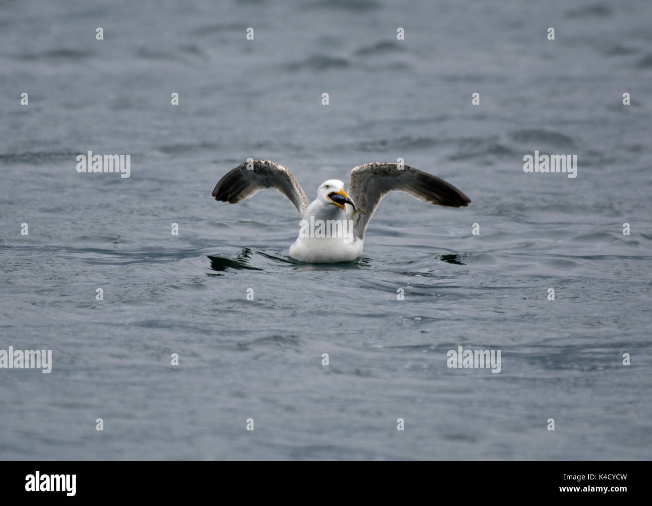 Des profils Goéland argenté (Larus argentatus, dans l'eau avec un poisson Banque D'Images