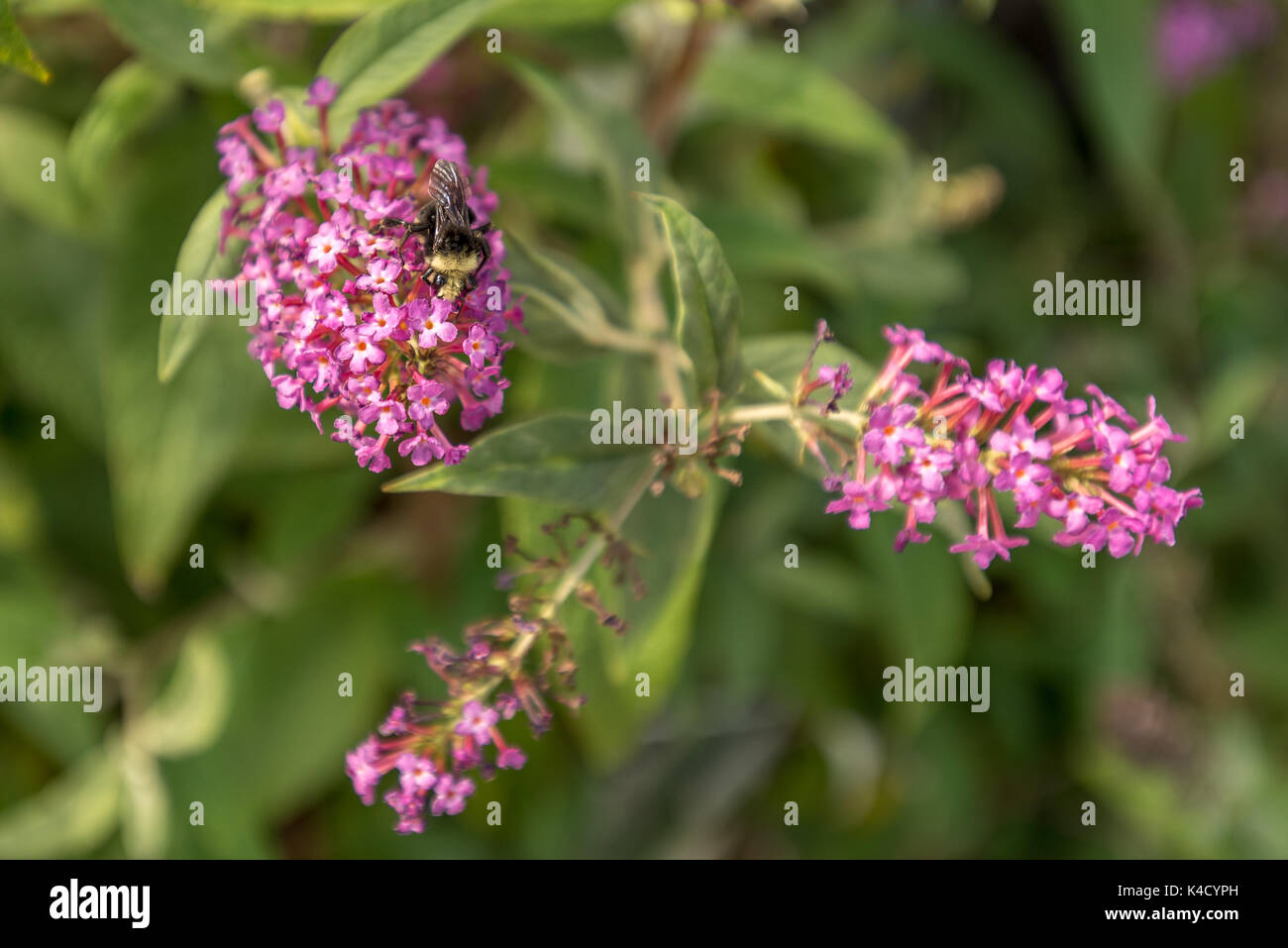 Arbre aux papillons avec la collecte du pollen d'abeilles à partir de fleurs violettes de buddleia, détails d'ailes d'abeilles montrant en gros plan du pollinisateur de l'abeille dans le jardin. Banque D'Images