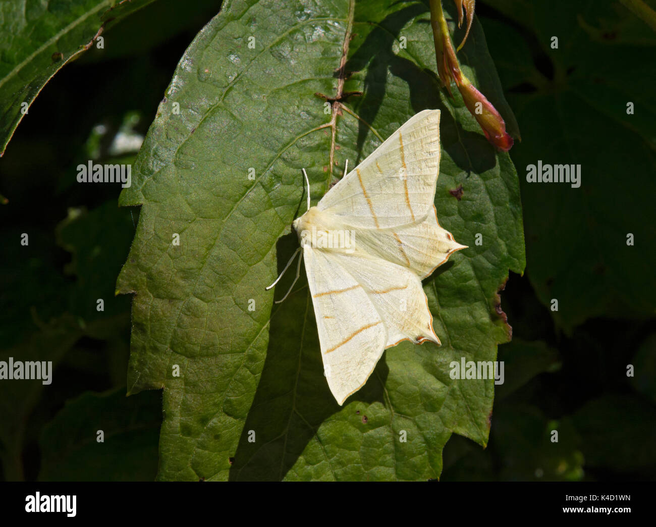 Papillon à queue, ourapteryx sambucaria, reposant sur une large feuille, lancashire, uk Banque D'Images