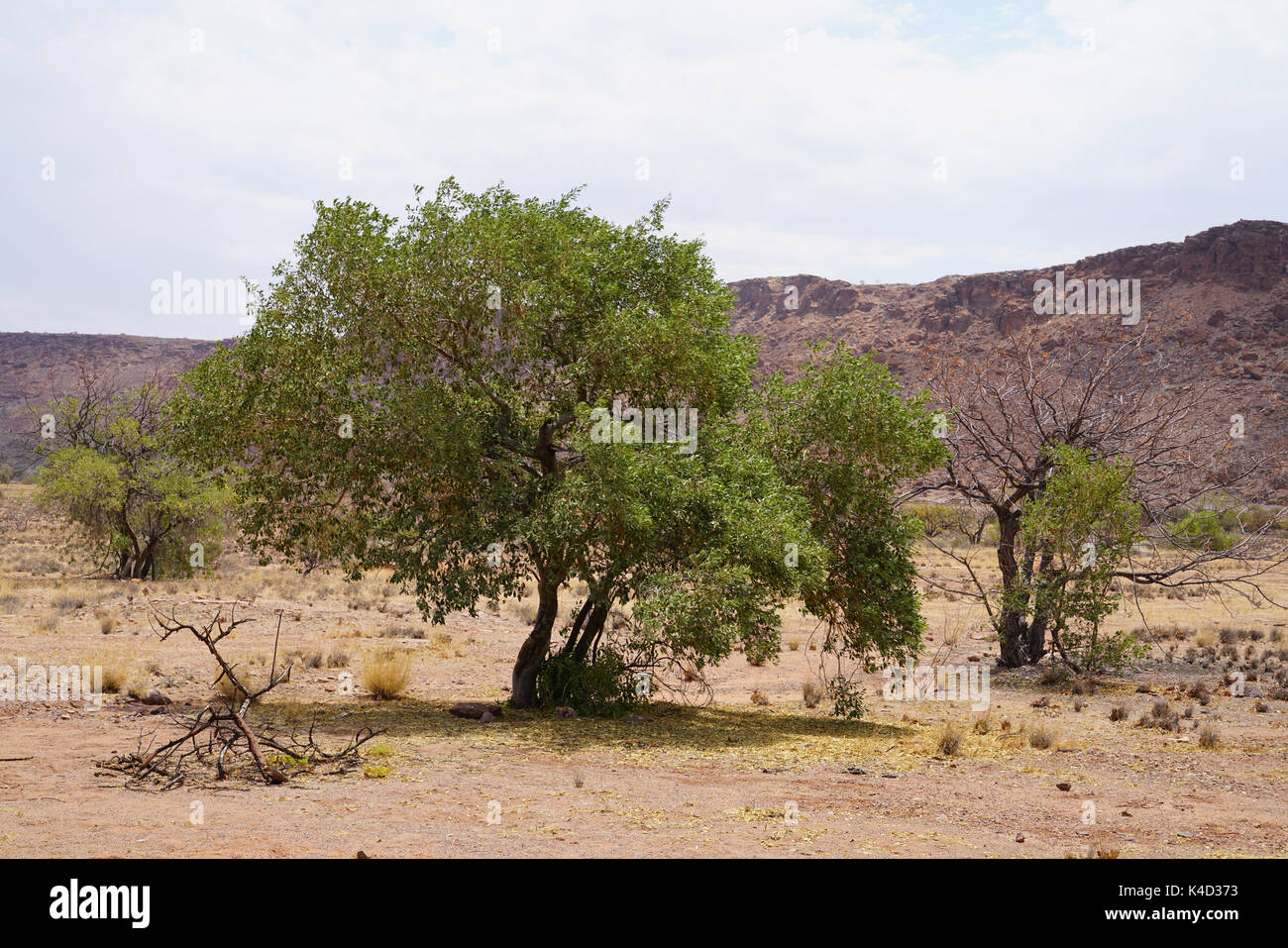 Dans le nord-ouest de la Namibie Paysage Banque D'Images