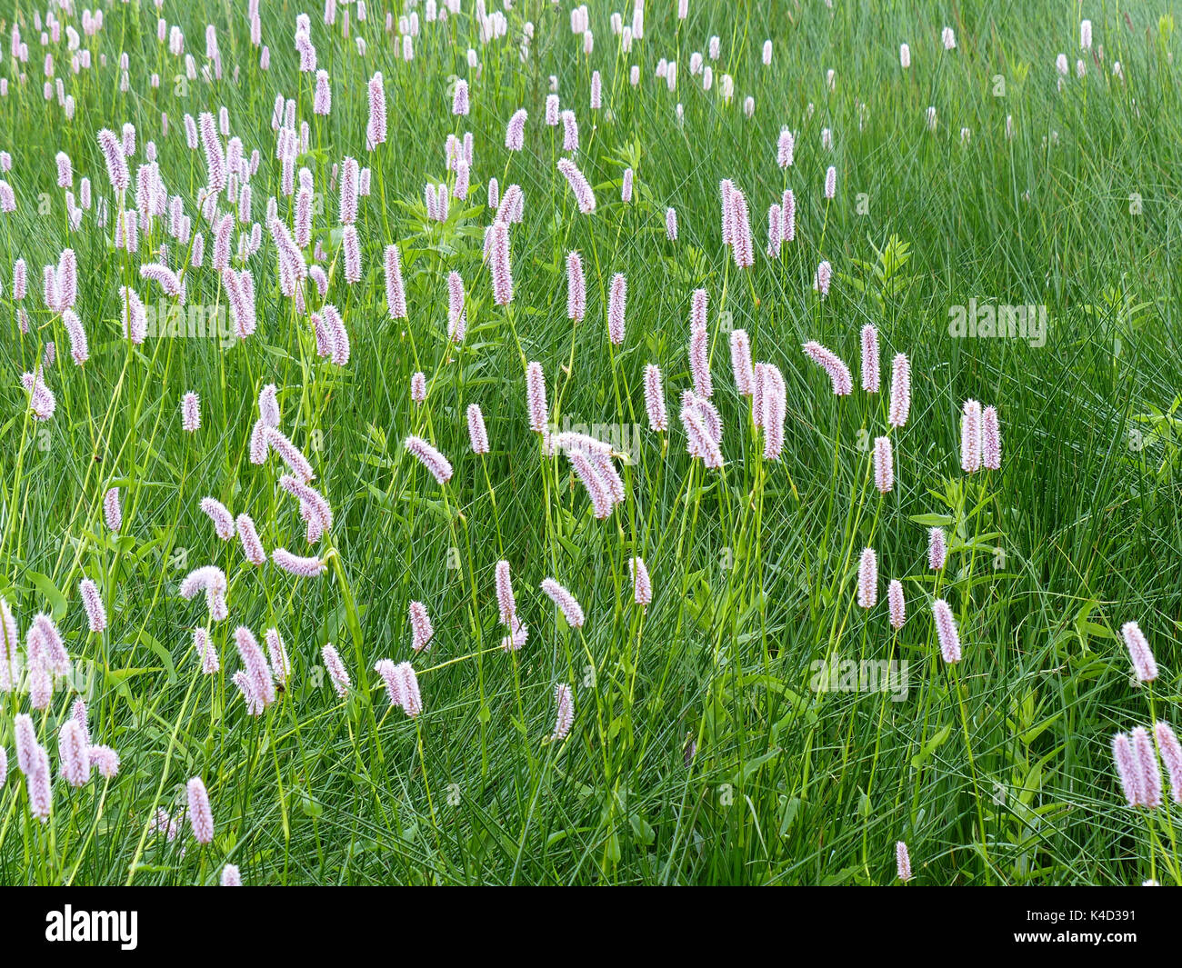 Zone de marais avec Prairie Renouée bistorte Polygonum bistorta L. Banque D'Images