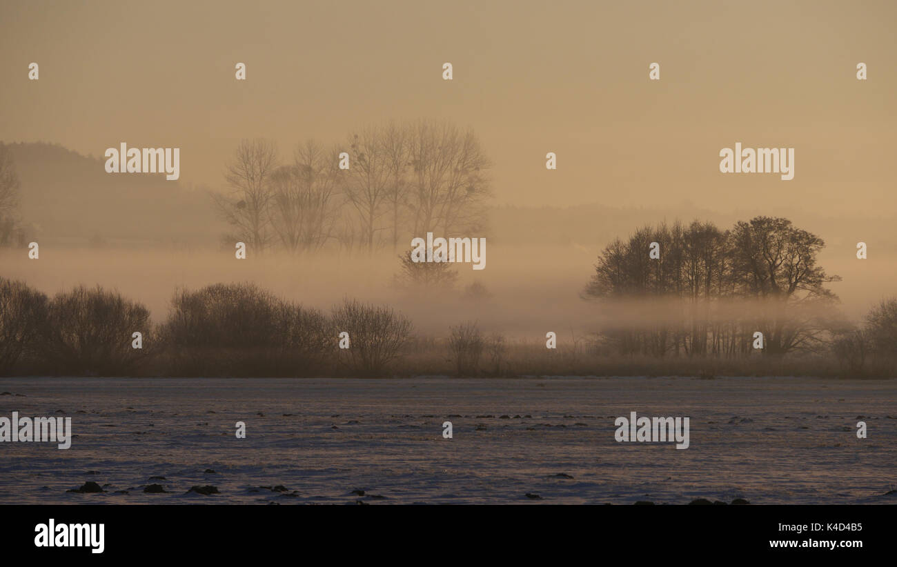 Tôt le matin dans ampermoss, marais de la vallée de la rivière près de l'ammersee en Haute-Bavière Banque D'Images