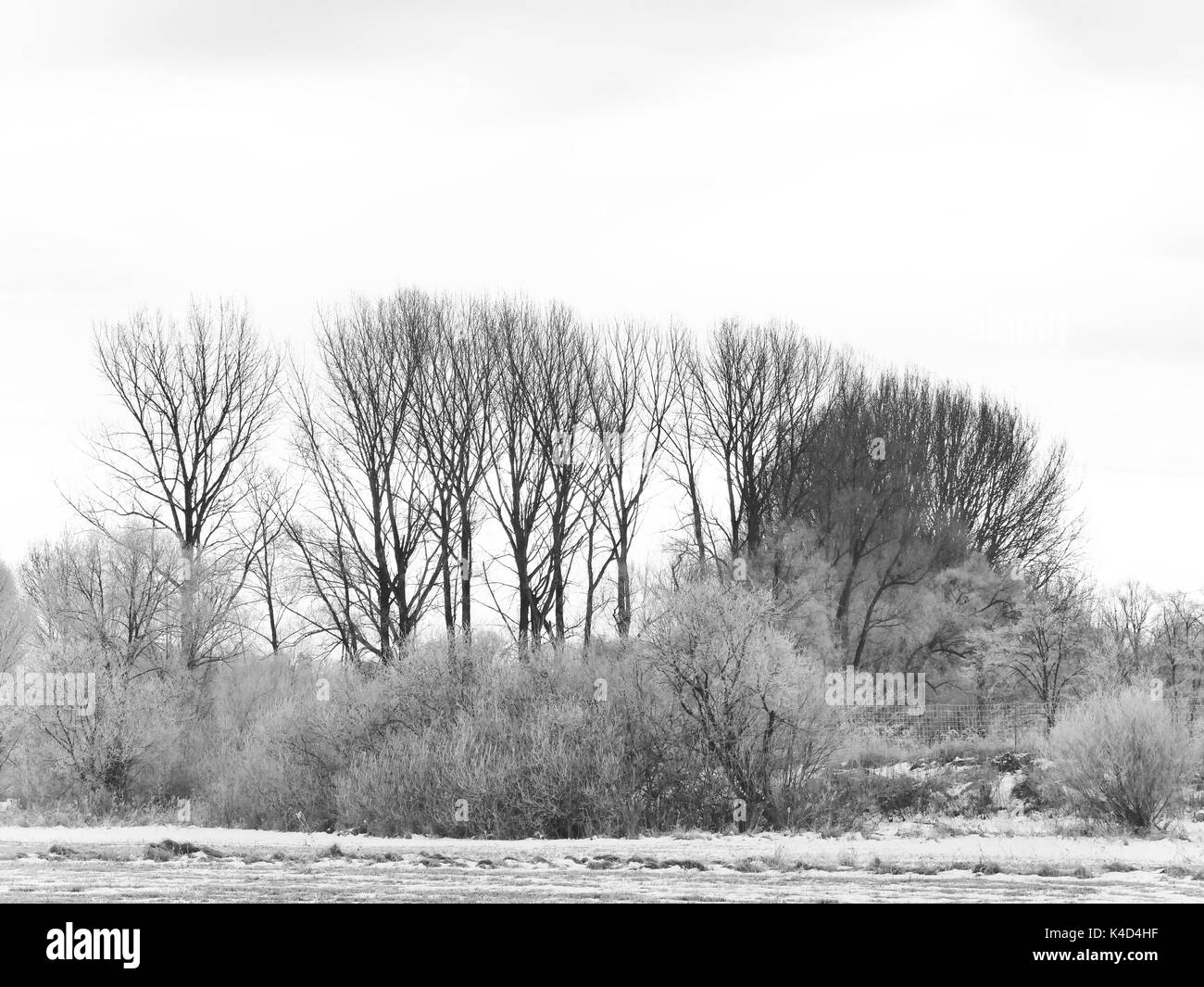 Paysage d'hiver avec un groupe d'arbres dans ampermoss, marais de la vallée de la rivière près de l'ammersee en Haute-Bavière Banque D'Images