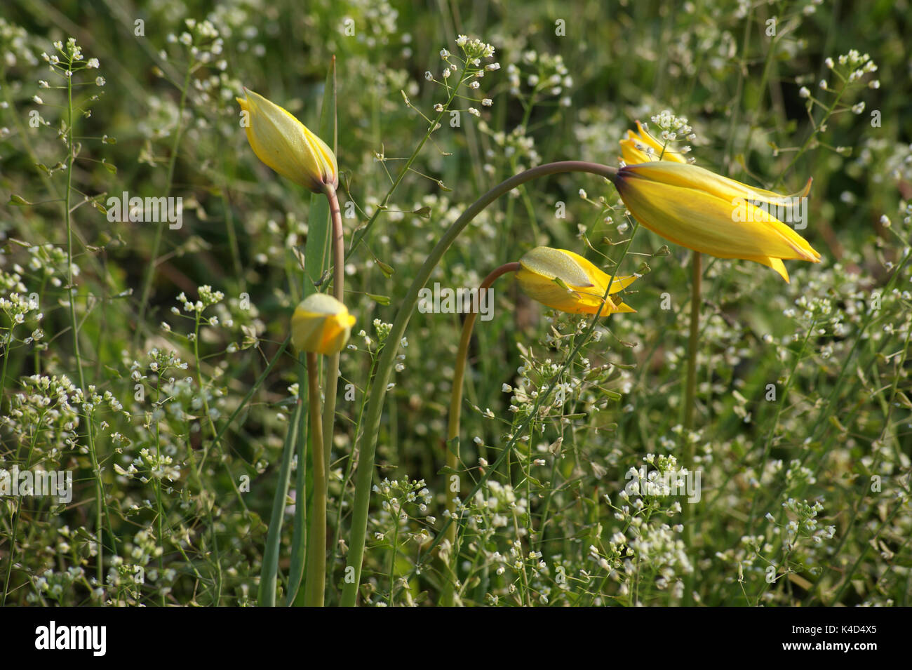 De plus en plus Jaune tulipes sauvages dans les vignes près de Gau-Odernheim, Hesse rhénane Banque D'Images