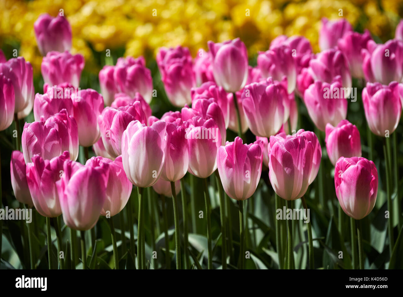 Parterre de tulipes en fleurs dans jardin de fleurs Keukenhof, Netherland Banque D'Images