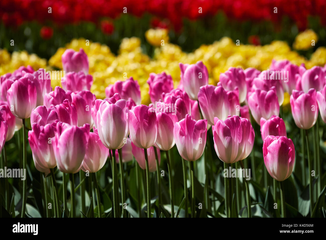 Parterre de tulipes en fleurs dans jardin de fleurs Keukenhof, Netherland Banque D'Images