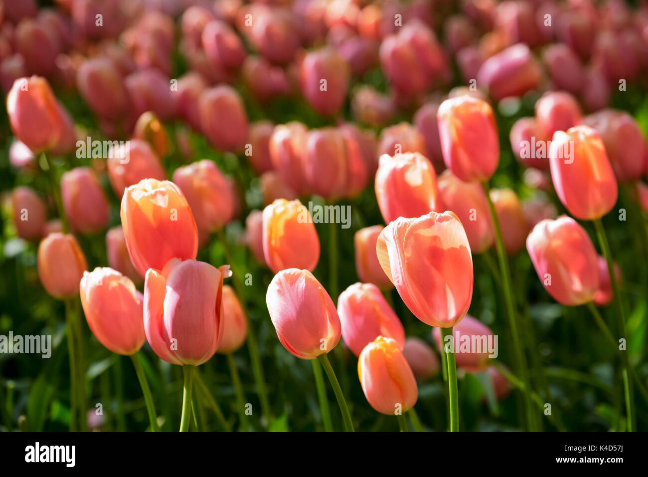 Parterre de tulipes en fleurs dans jardin de fleurs Keukenhof, Netherland Banque D'Images