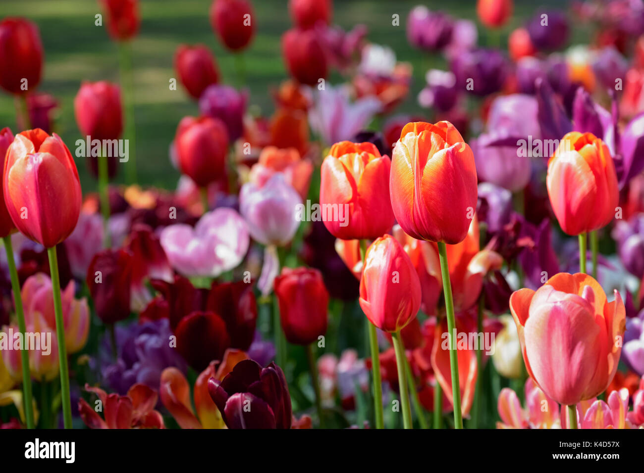 Parterre de tulipes en fleurs dans jardin de fleurs Keukenhof, Netherland Banque D'Images