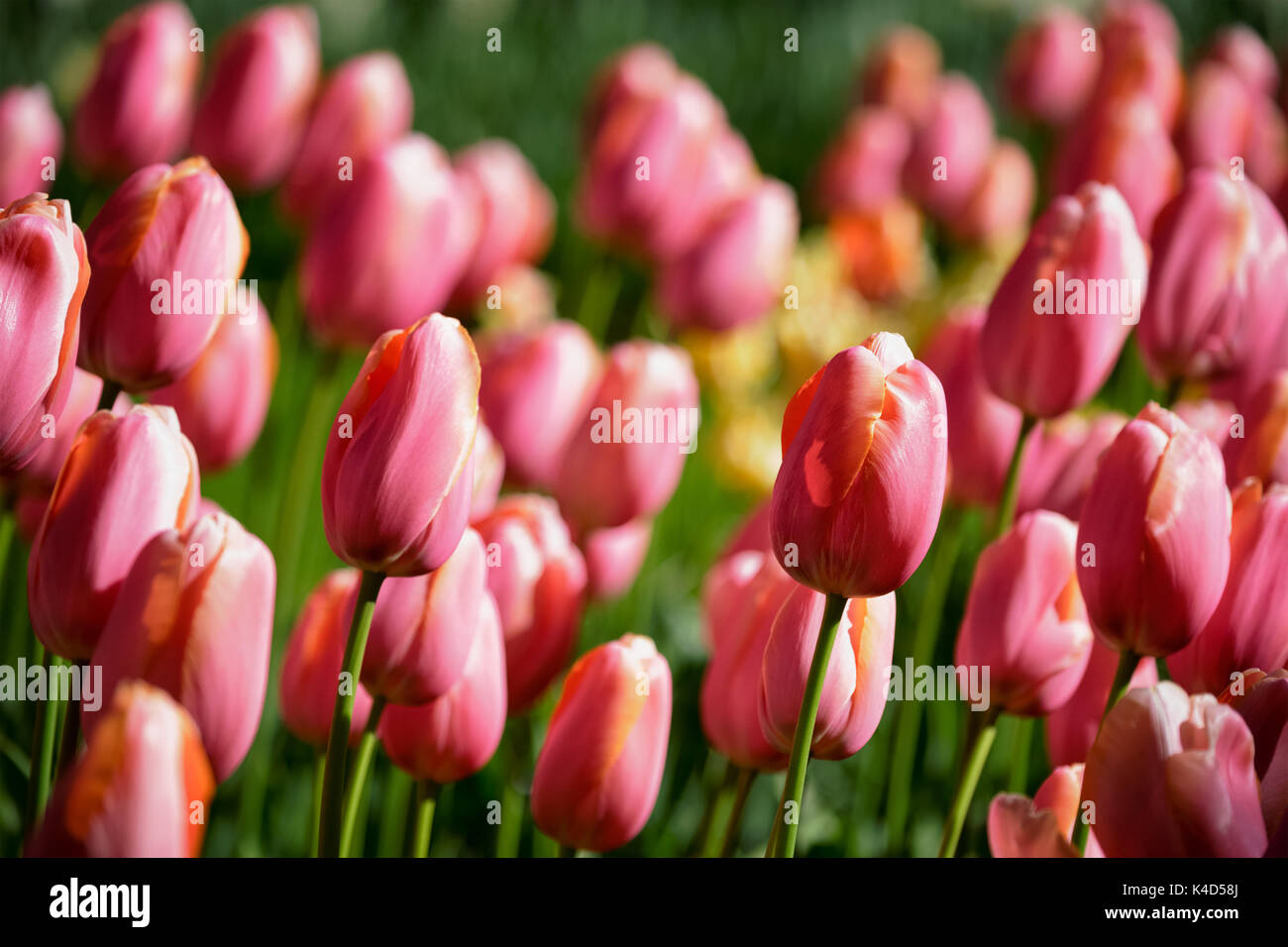 Parterre de tulipes en fleurs dans jardin de fleurs Keukenhof, Netherland Banque D'Images
