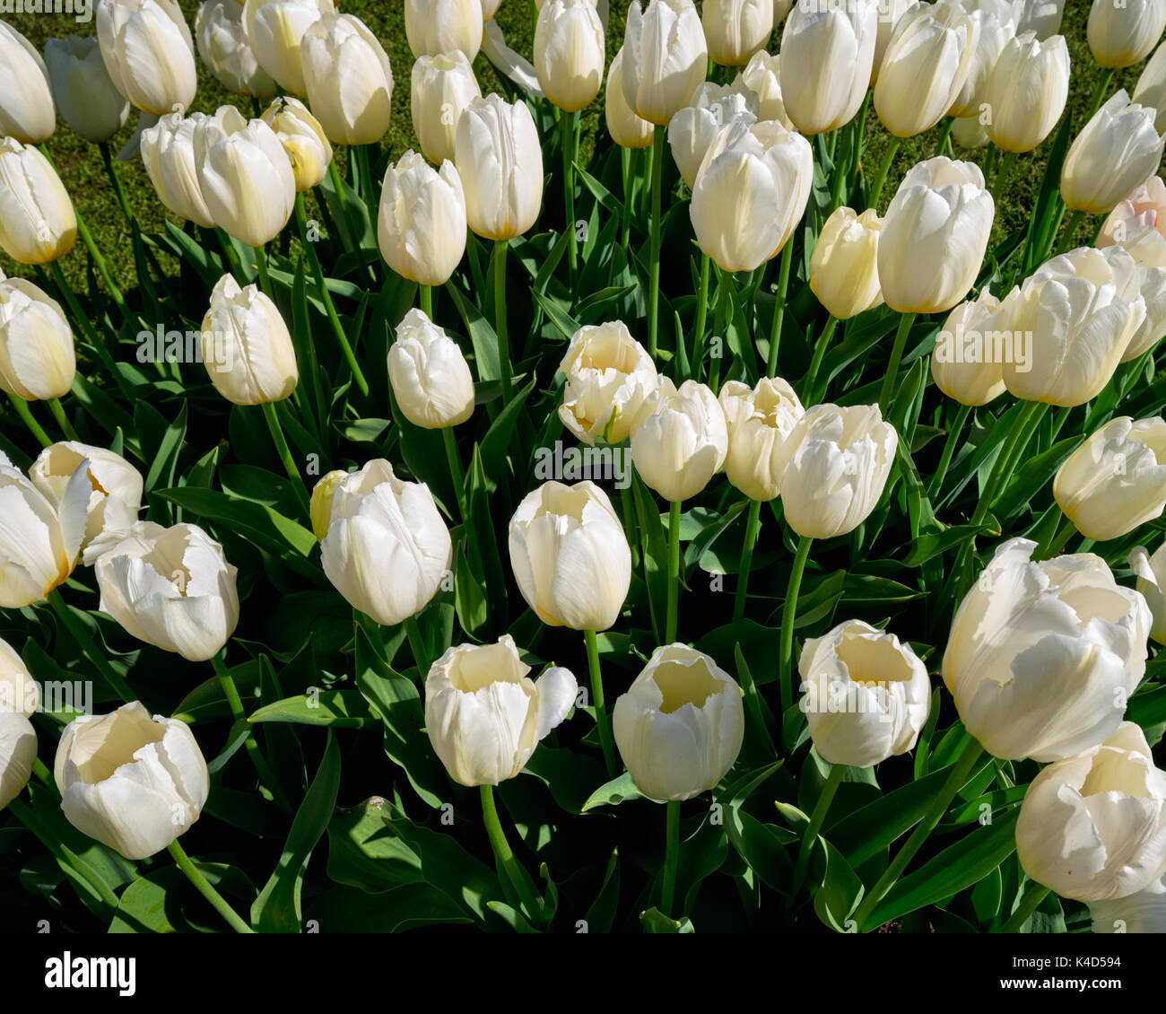 Parterre de tulipes en fleurs dans jardin de fleurs Keukenhof, Netherland Banque D'Images