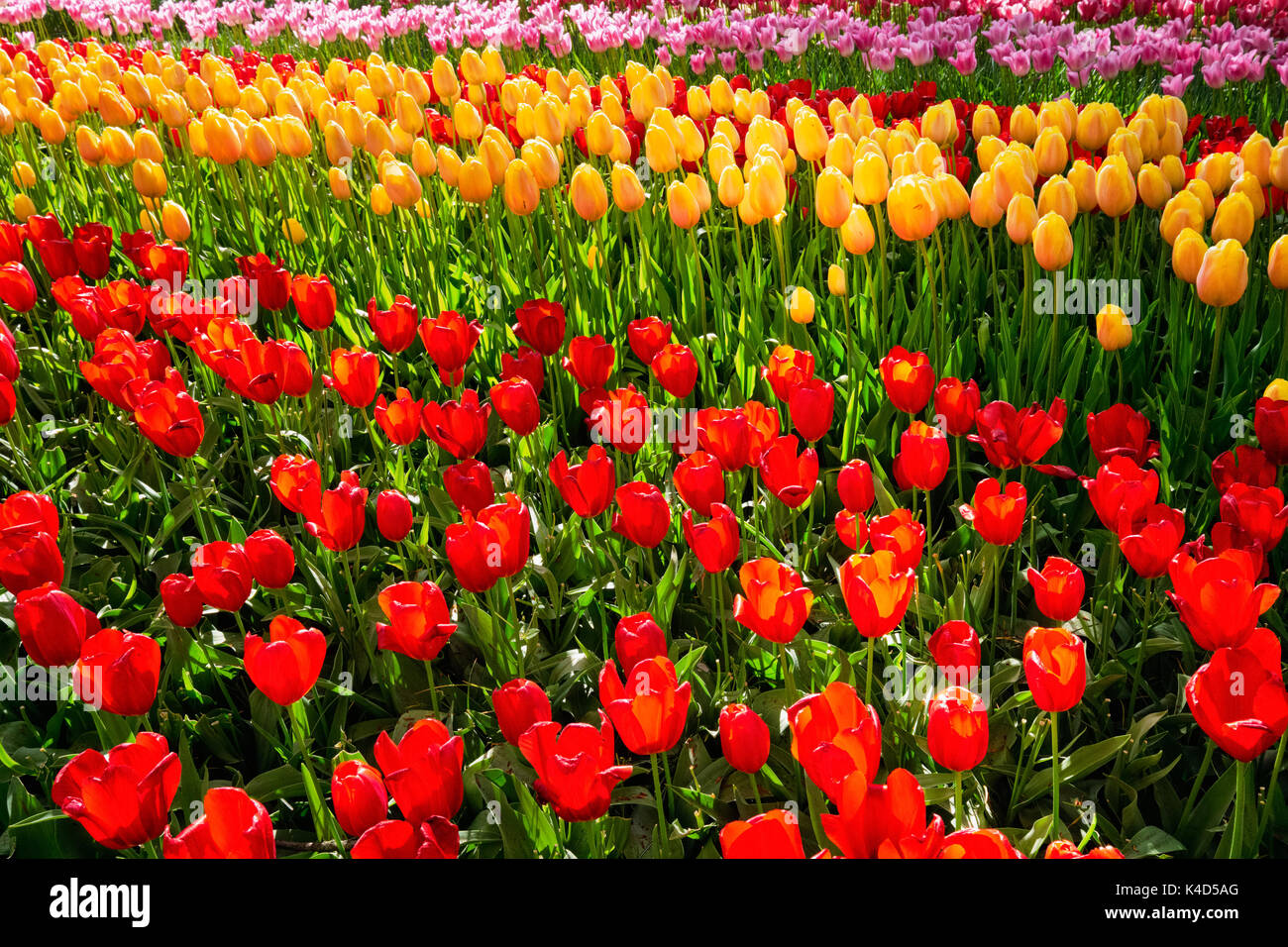 Parterre de tulipes en fleurs dans jardin de fleurs Keukenhof, Netherland Banque D'Images