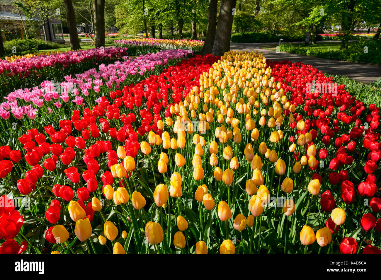 Parterre de tulipes en fleurs dans jardin de fleurs Keukenhof, Netherland Banque D'Images