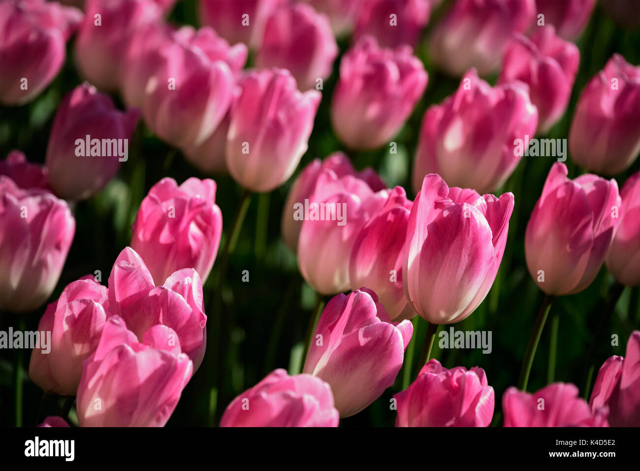 Parterre de tulipes en fleurs dans jardin de fleurs Keukenhof, Netherland Banque D'Images