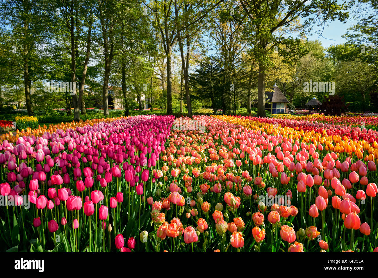 Parterre de tulipes en fleurs dans jardin de fleurs Keukenhof, Netherland Banque D'Images