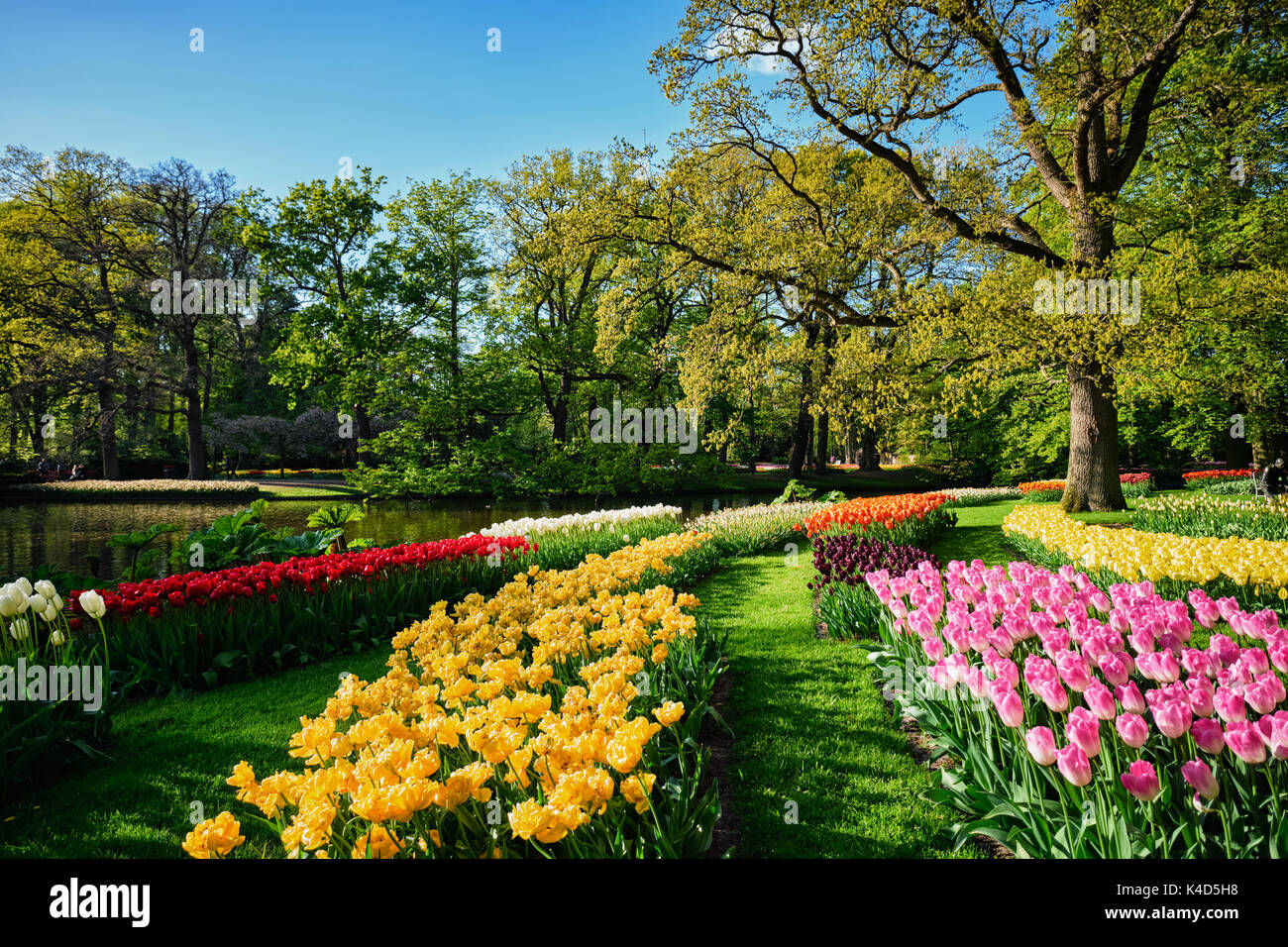 Parterres de tulipes en fleurs au jardin de fleurs Keukenhof, Netherlan Banque D'Images