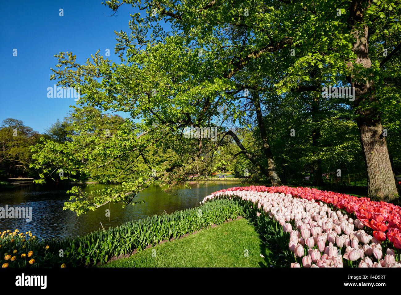 Parterres de tulipes en fleurs au jardin de fleurs Keukenhof, Netherlan Banque D'Images
