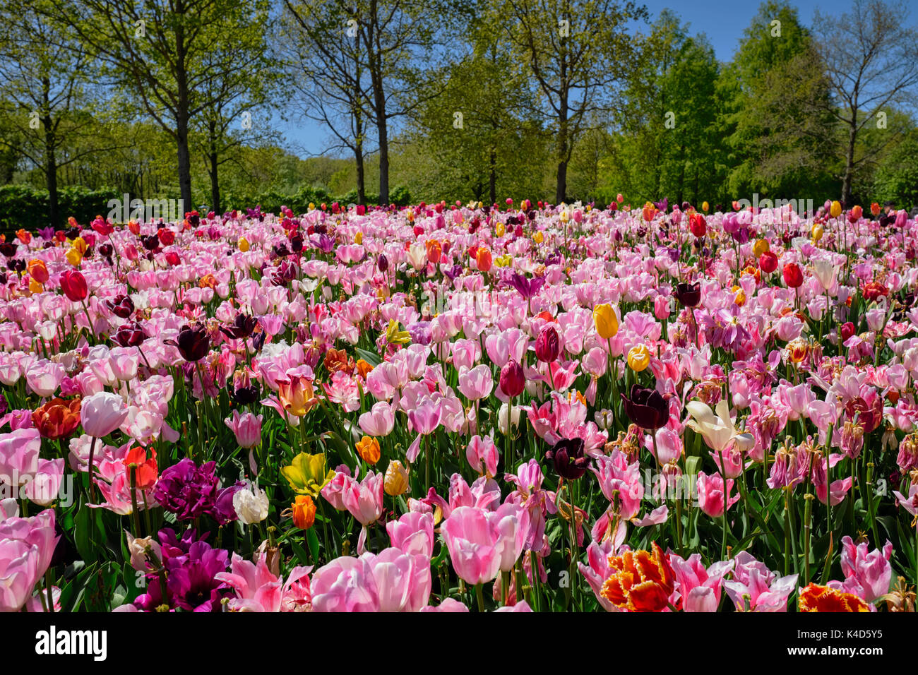 Parterre de tulipes en fleurs dans jardin de fleurs Keukenhof, Netherland Banque D'Images