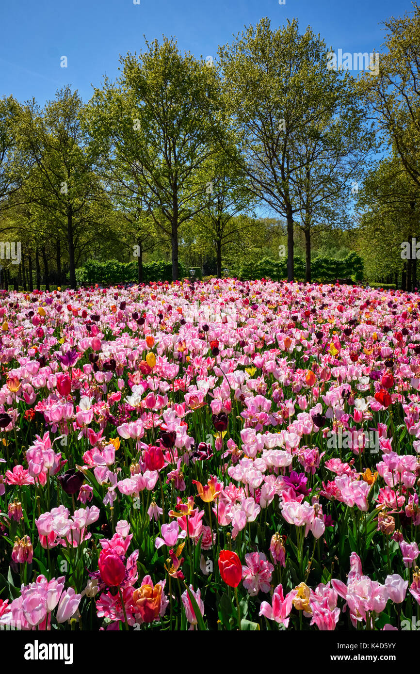 Parterre de tulipes en fleurs dans jardin de fleurs Keukenhof, Netherland Banque D'Images