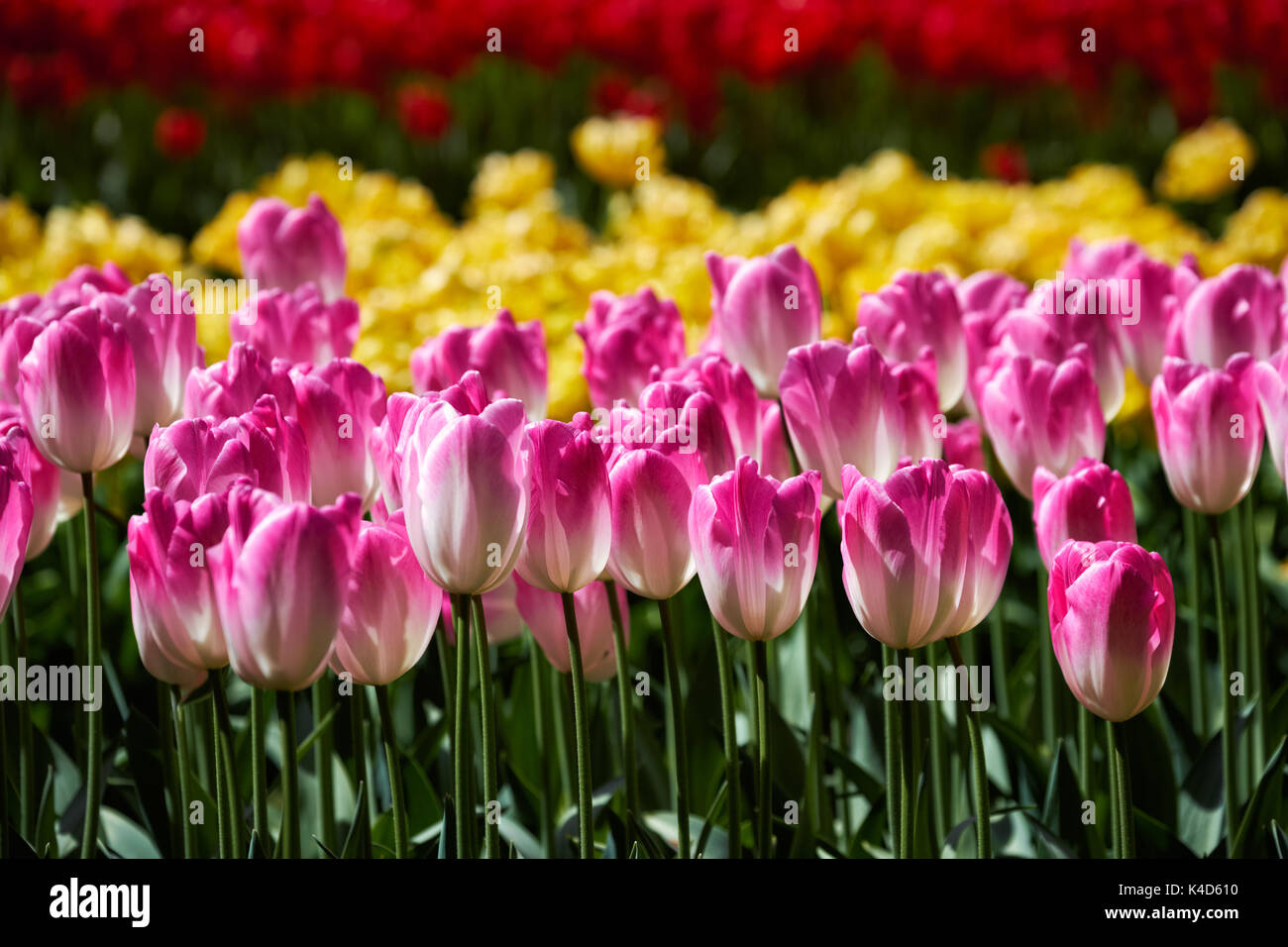 Parterre de tulipes en fleurs dans jardin de fleurs Keukenhof, Netherland Banque D'Images