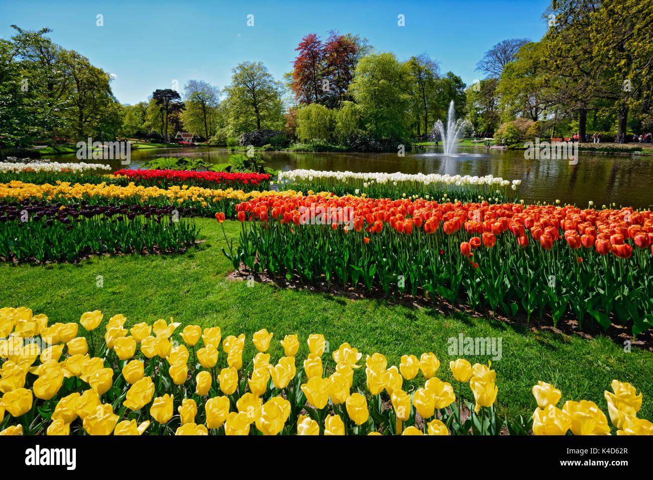 Parterre de tulipes en fleurs dans jardin de fleurs Keukenhof, Netherland Banque D'Images