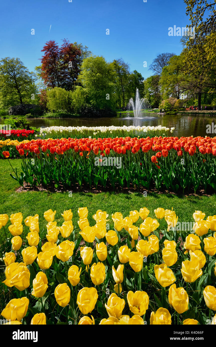 Parterre de tulipes en fleurs dans jardin de fleurs Keukenhof, Netherland Banque D'Images