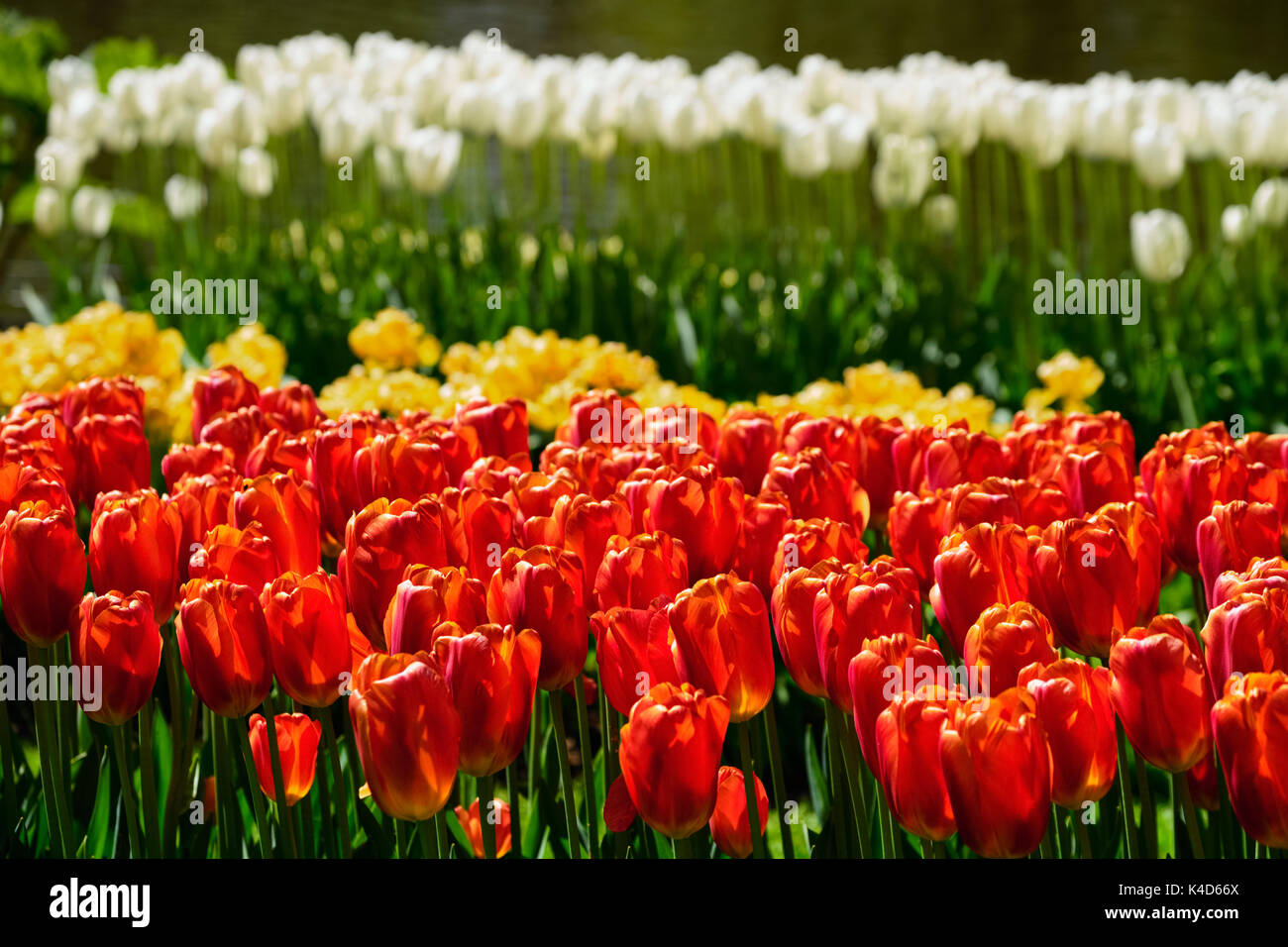 Parterre de tulipes en fleurs dans jardin de fleurs Keukenhof, Netherland Banque D'Images