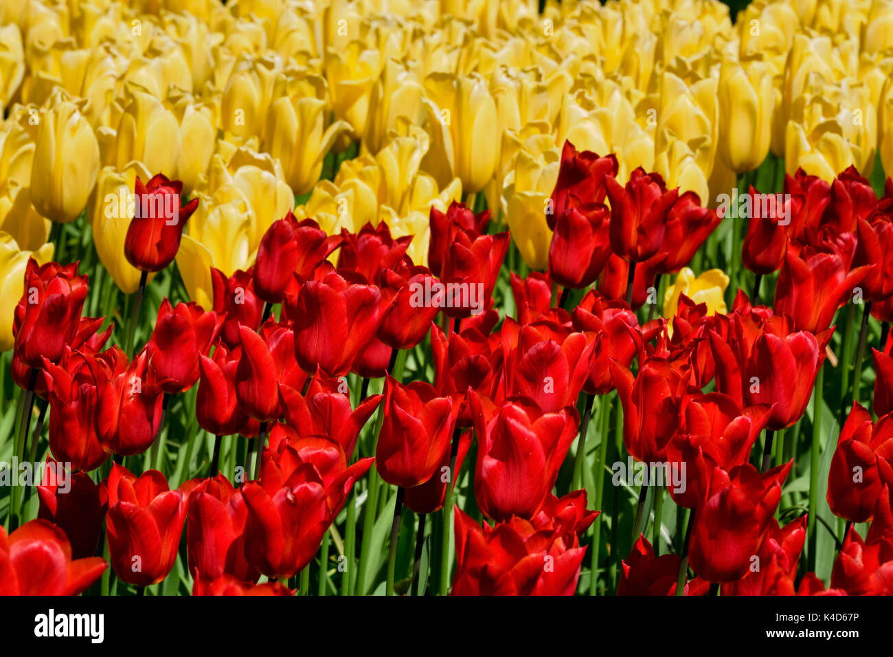 Parterre de tulipes en fleurs dans jardin de fleurs Keukenhof, Netherland Banque D'Images