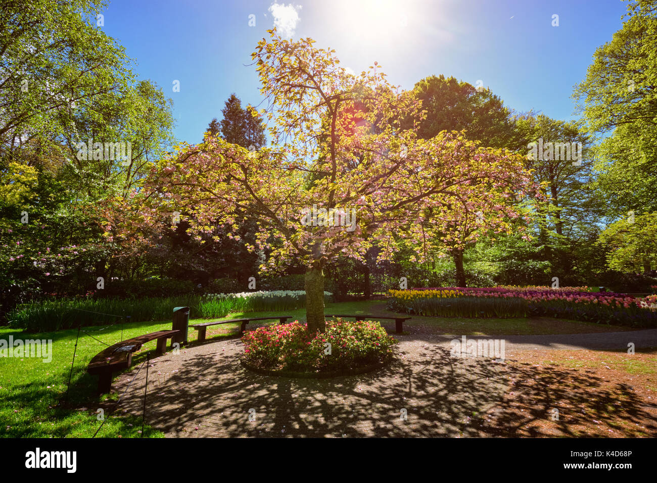 En d'arbres en fleurs jardin de fleurs Keukenhof, Pays-Bas Banque D'Images