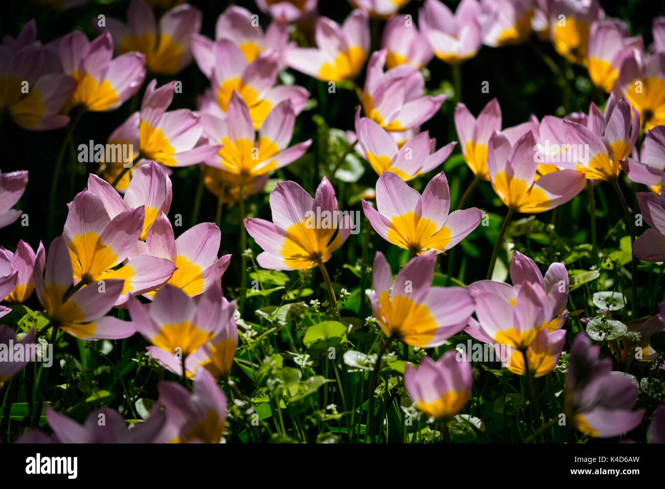 Parterre de tulipes en fleurs dans jardin de fleurs Keukenhof, Netherland Banque D'Images