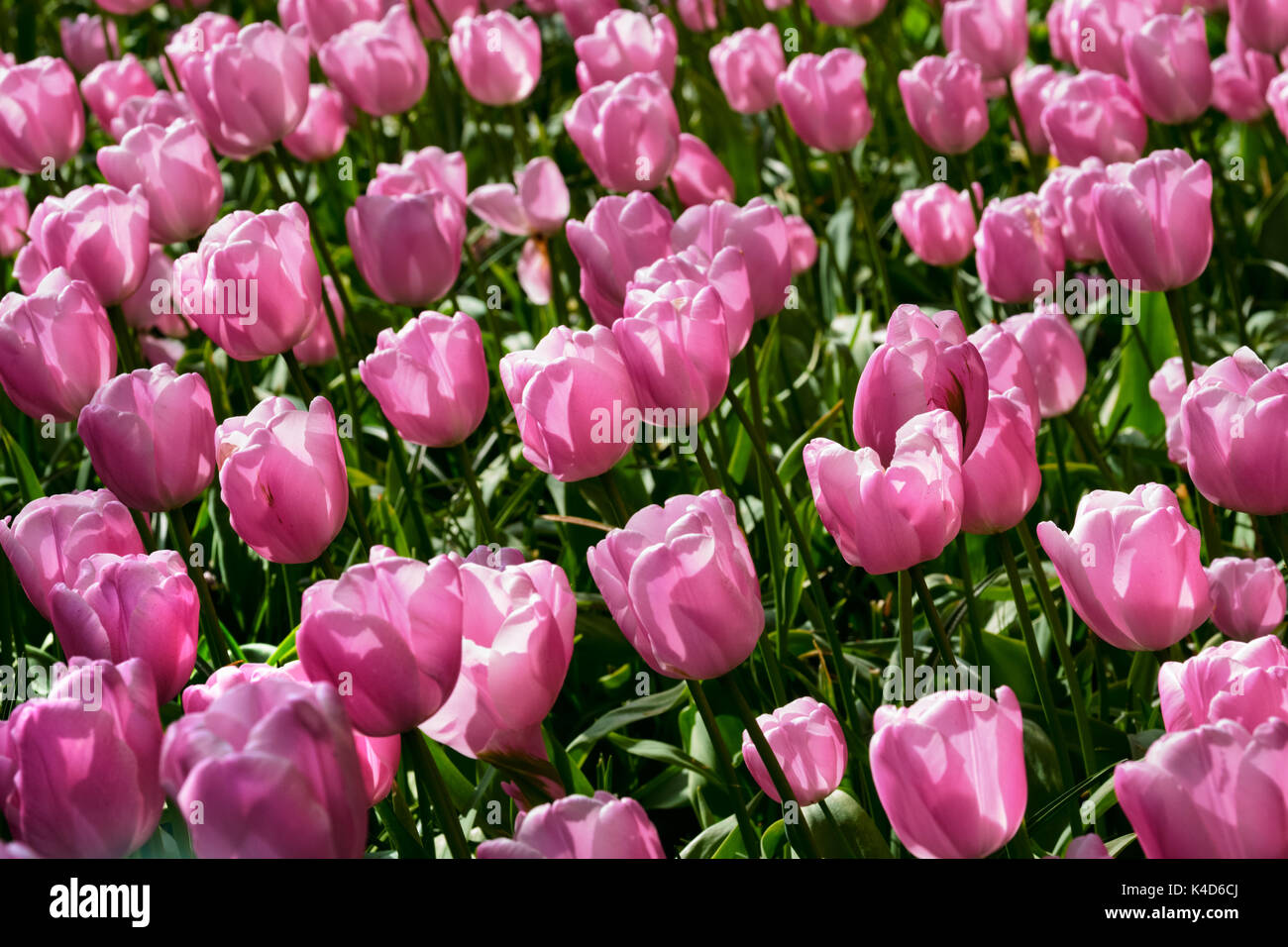 Parterre de tulipes en fleurs dans jardin de fleurs Keukenhof, Netherland Banque D'Images