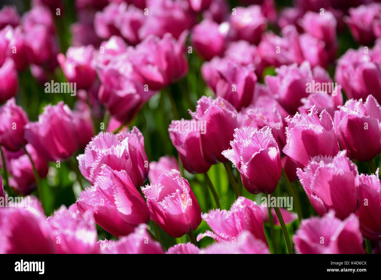 Parterre de tulipes en fleurs dans jardin de fleurs Keukenhof, Netherland Banque D'Images