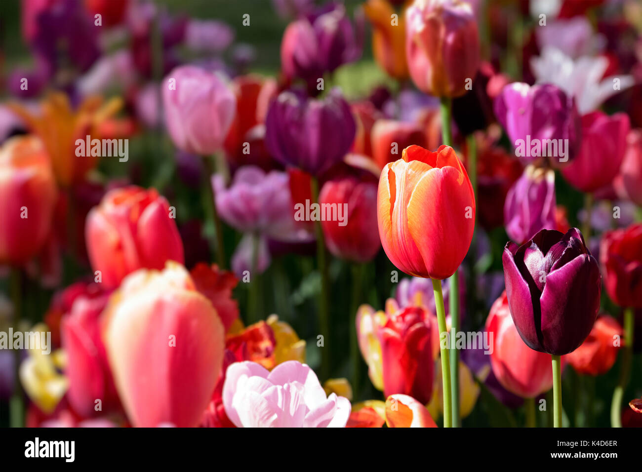 Parterre de tulipes en fleurs dans jardin de fleurs Keukenhof, Netherland Banque D'Images