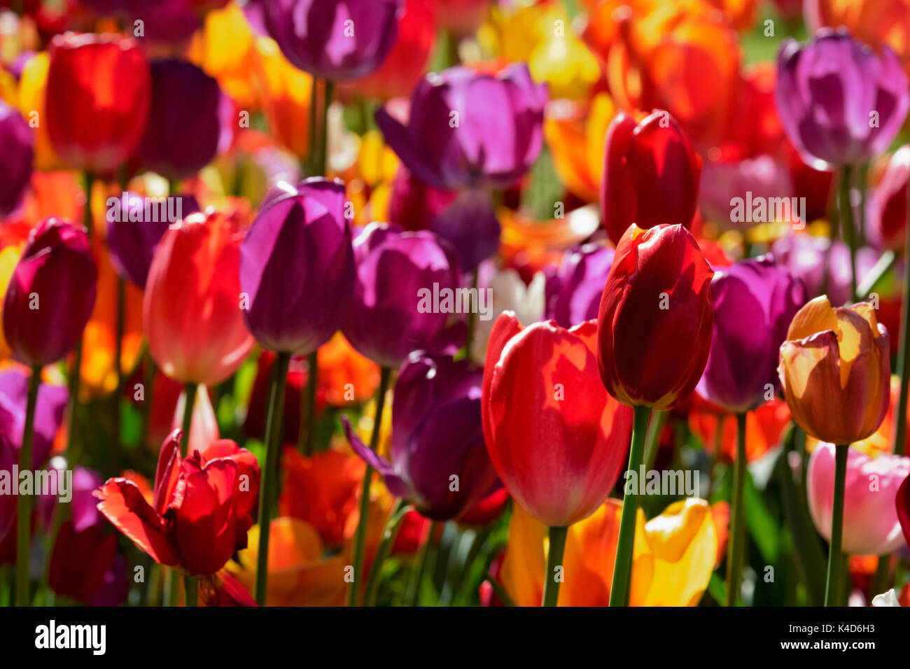 Parterre de tulipes en fleurs dans jardin de fleurs Keukenhof, Netherland Banque D'Images
