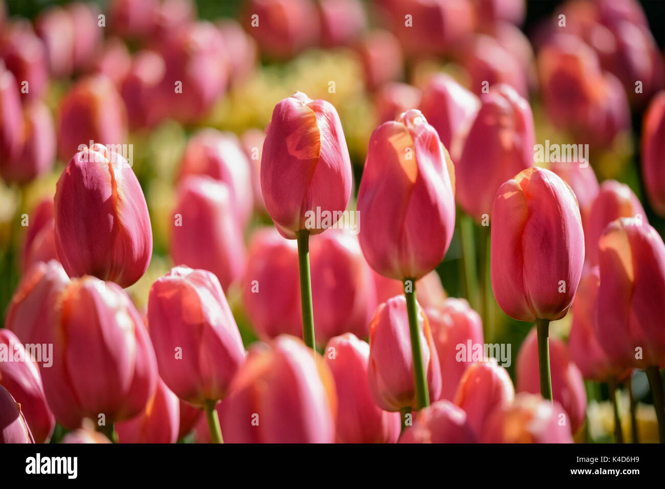 Parterre de tulipes en fleurs dans jardin de fleurs Keukenhof, Netherland Banque D'Images