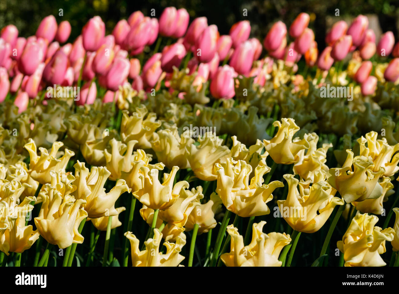 Parterre de tulipes en fleurs dans jardin de fleurs Keukenhof, Netherland Banque D'Images
