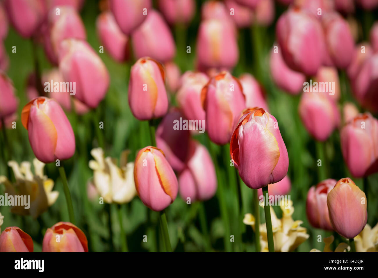 Parterre de tulipes en fleurs dans jardin de fleurs Keukenhof, Netherland Banque D'Images