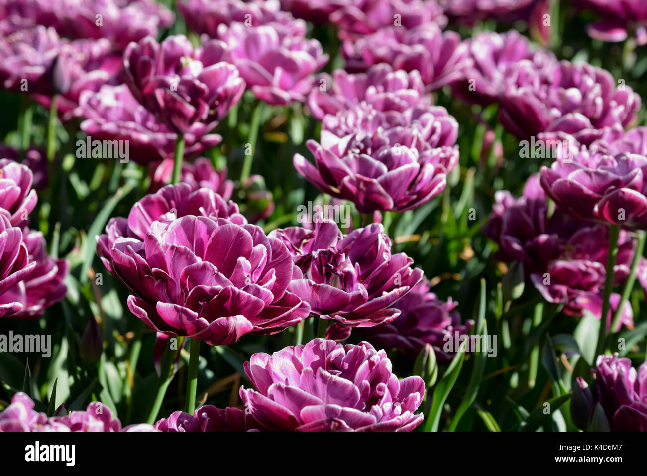 Parterre de tulipes en fleurs dans jardin de fleurs Keukenhof, Netherland Banque D'Images