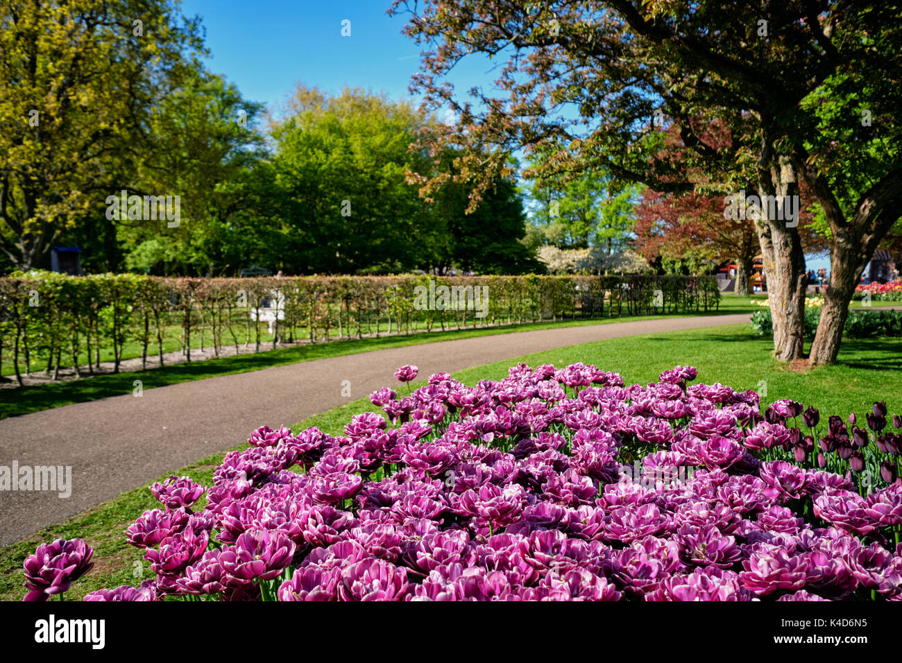 Parterre de tulipes en fleurs dans jardin de fleurs Keukenhof, Netherland Banque D'Images