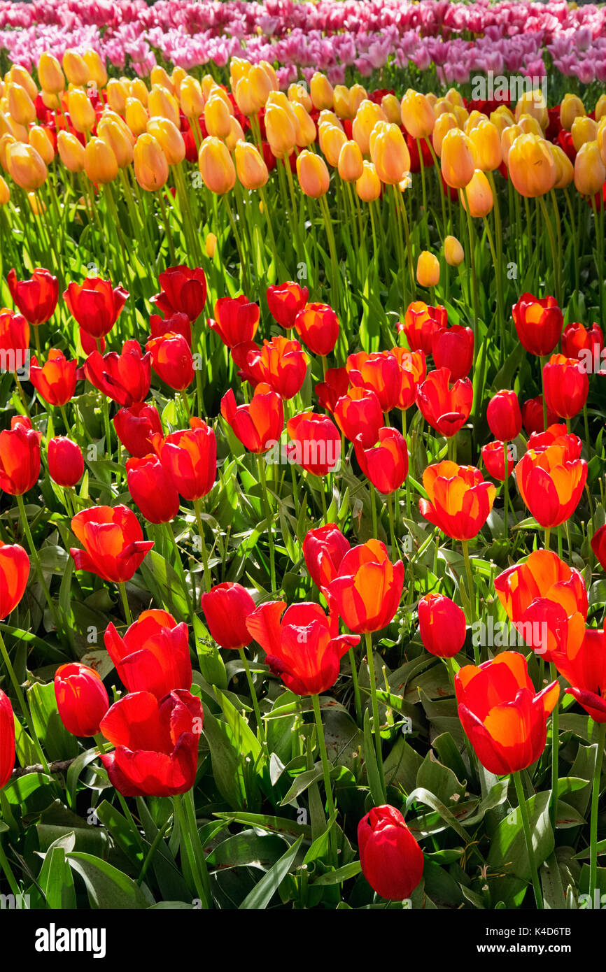 Parterre de tulipes en fleurs dans jardin de fleurs Keukenhof, Netherland Banque D'Images