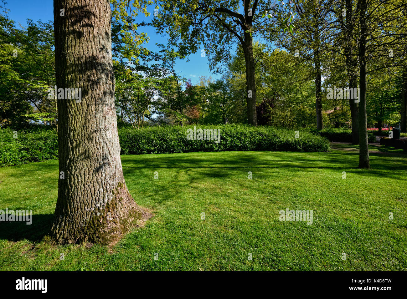 Pelouse verte en jardin de fleurs Keukenhof, Pays-Bas Banque D'Images