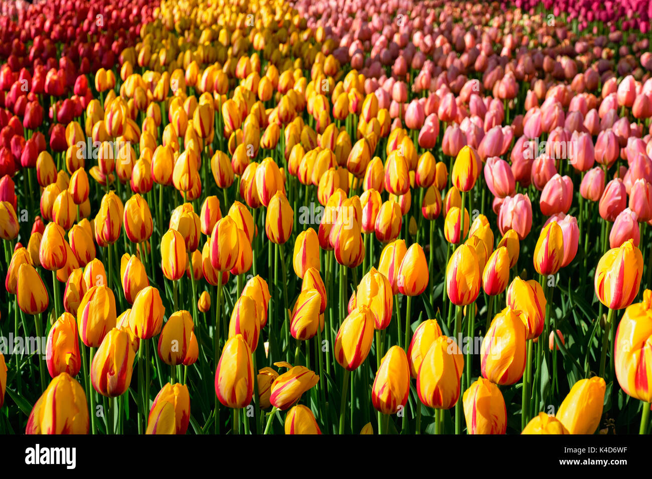 Parterre de tulipes en fleurs dans jardin de fleurs Keukenhof, Netherland Banque D'Images