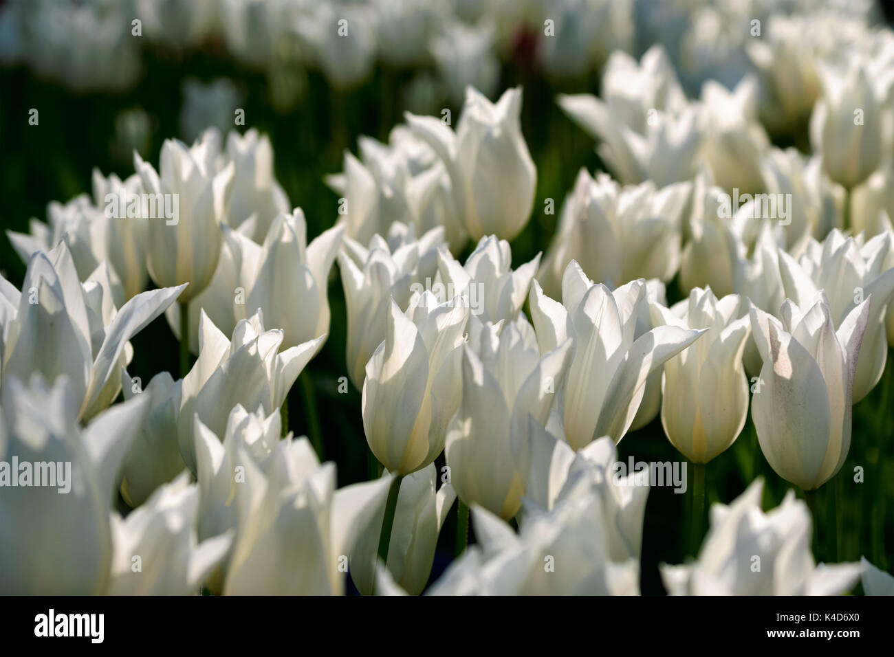 Parterre de tulipes en fleurs dans jardin de fleurs Keukenhof, Netherland Banque D'Images