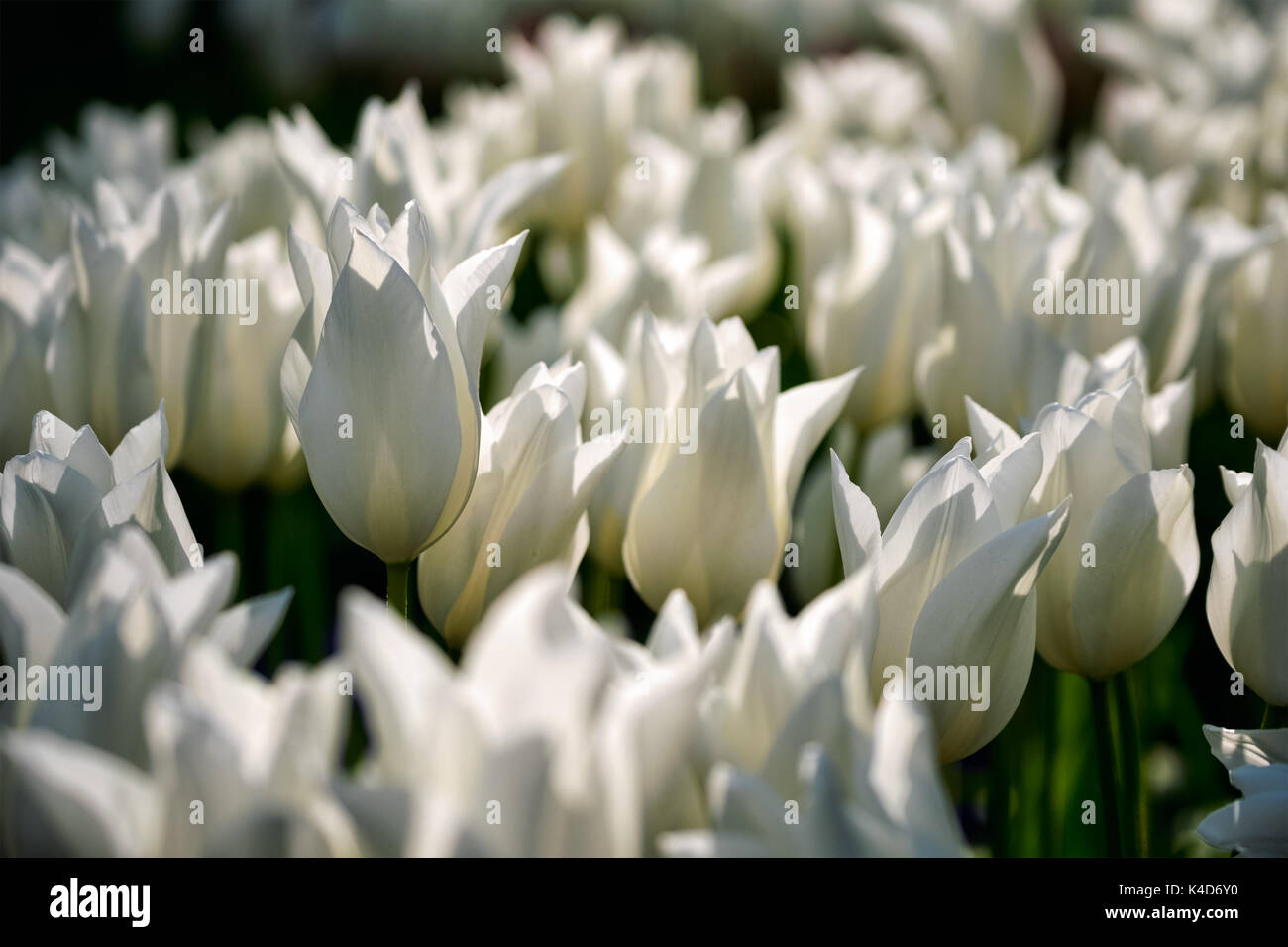 Parterre de tulipes en fleurs dans jardin de fleurs Keukenhof, Netherland Banque D'Images