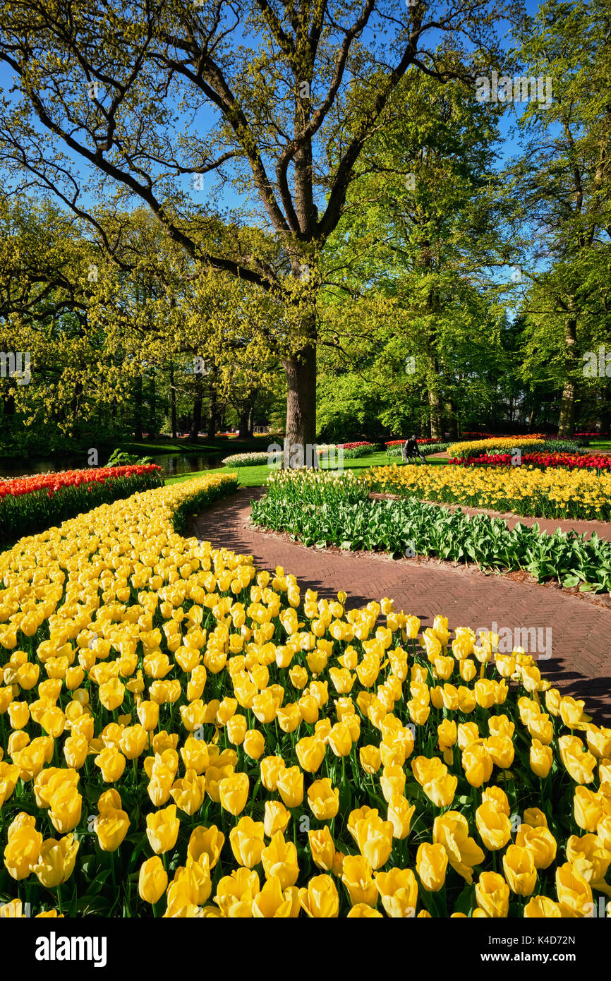 Parterres de tulipes en fleurs au jardin de fleurs Keukenhof, Netherlan Banque D'Images