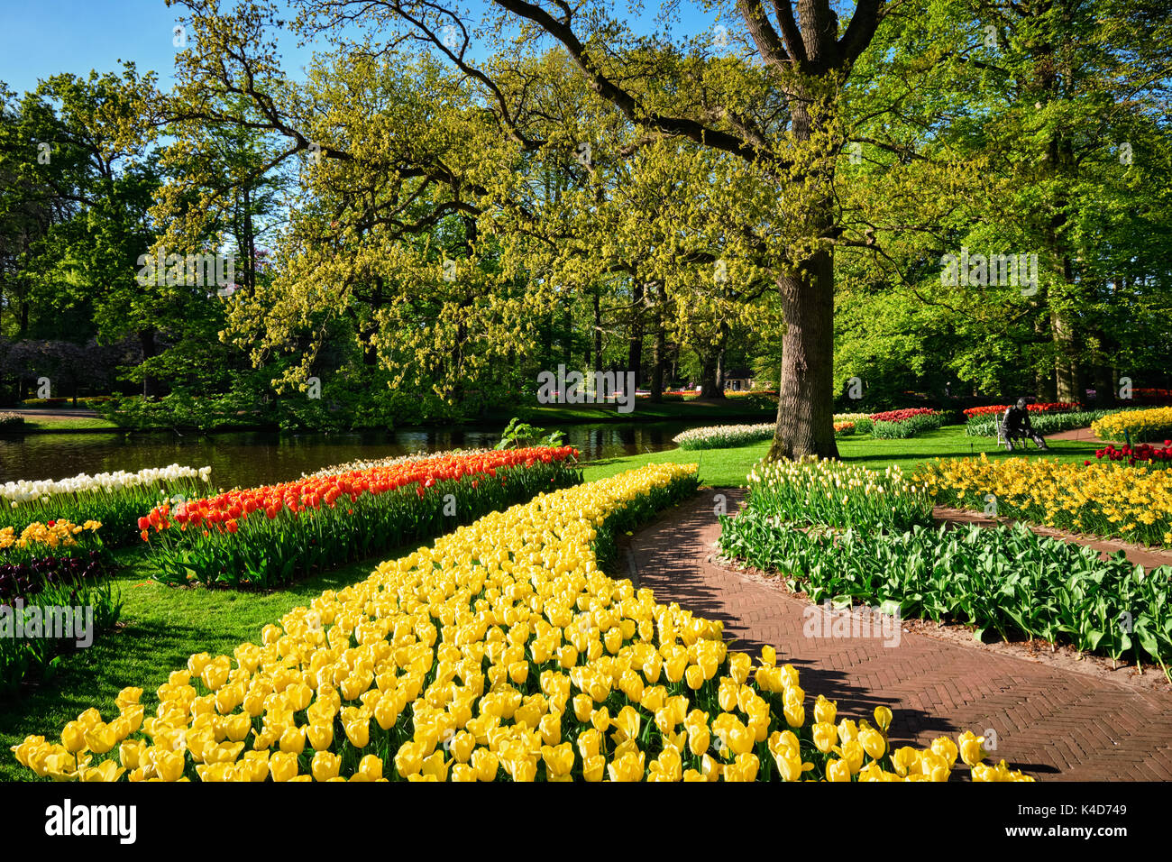 Parterres de tulipes en fleurs au jardin de fleurs Keukenhof, Netherlan Banque D'Images
