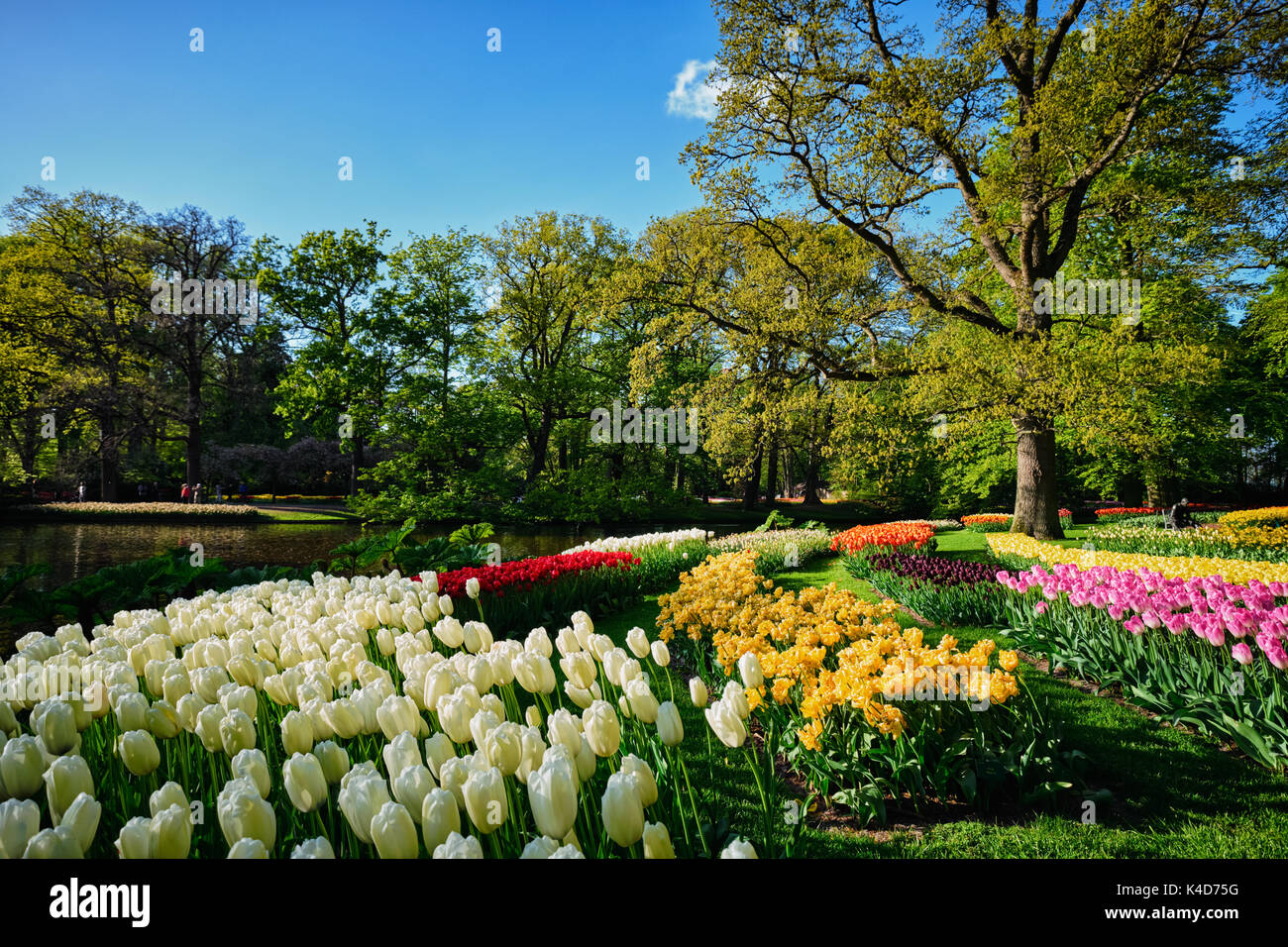 Parterres de tulipes en fleurs au jardin de fleurs Keukenhof, Netherlan Banque D'Images