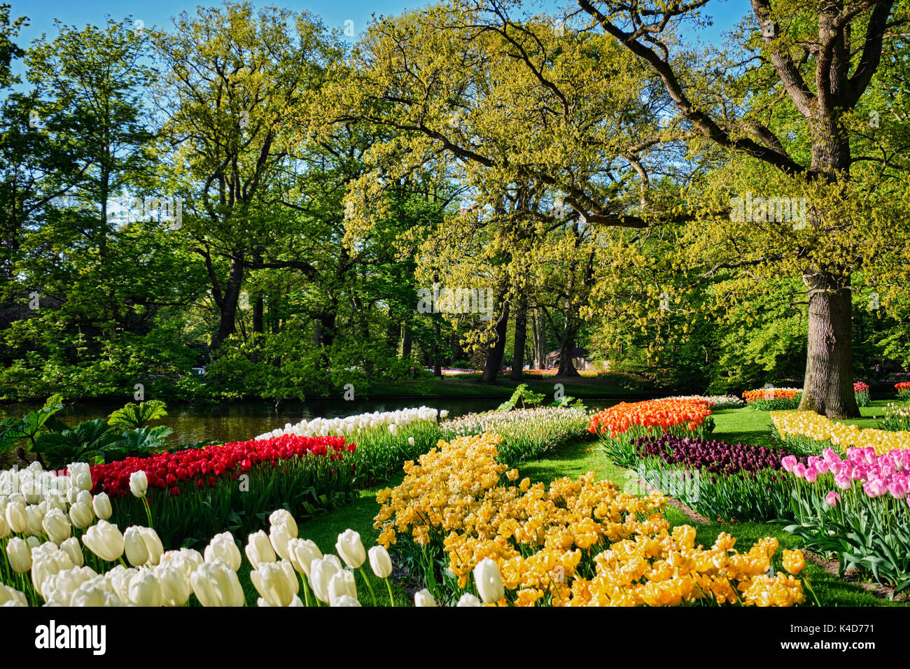 Parterres de tulipes en fleurs au jardin de fleurs Keukenhof, Netherlan Banque D'Images