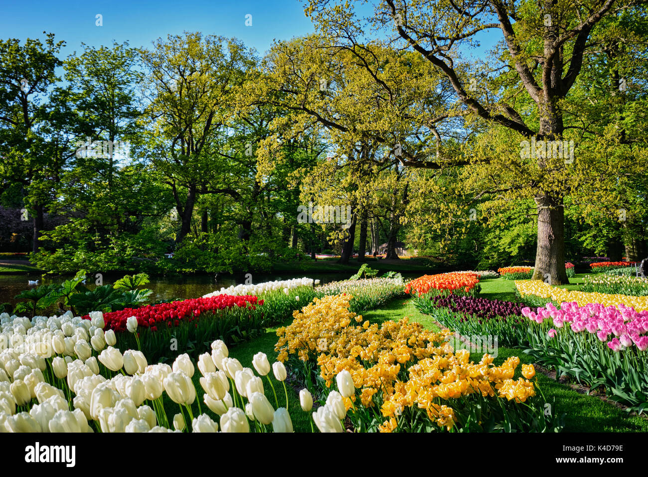 Parterres de tulipes en fleurs au jardin de fleurs Keukenhof, Netherlan Banque D'Images