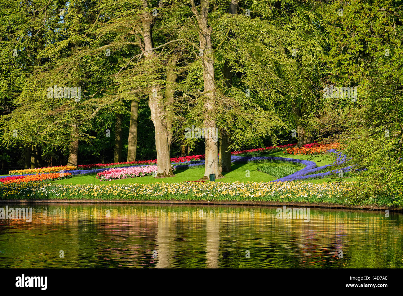 Parterres de tulipes en fleurs au jardin de fleurs Keukenhof, Netherlan Banque D'Images